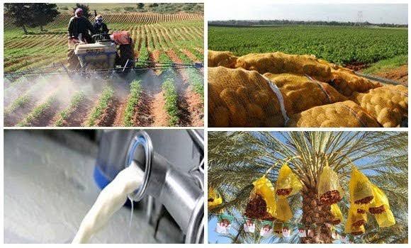 Politique agricole : Tebboune fixe le cap et lance un avertissement